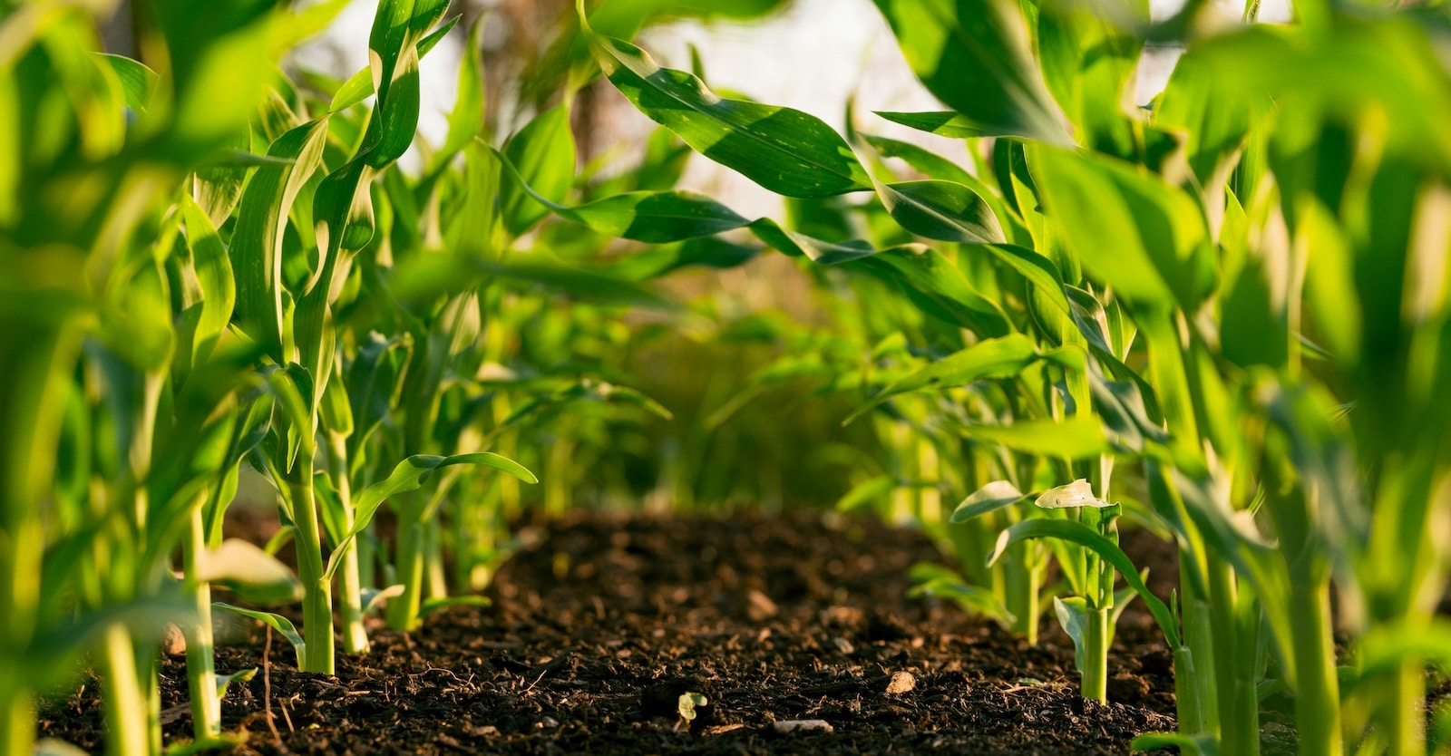 MI keresi a gyomot a brit szántóföldeken